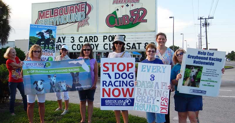 Speaking out for greyhounds who have no voice