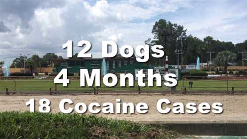 Stop cocaine use in greyhound racing