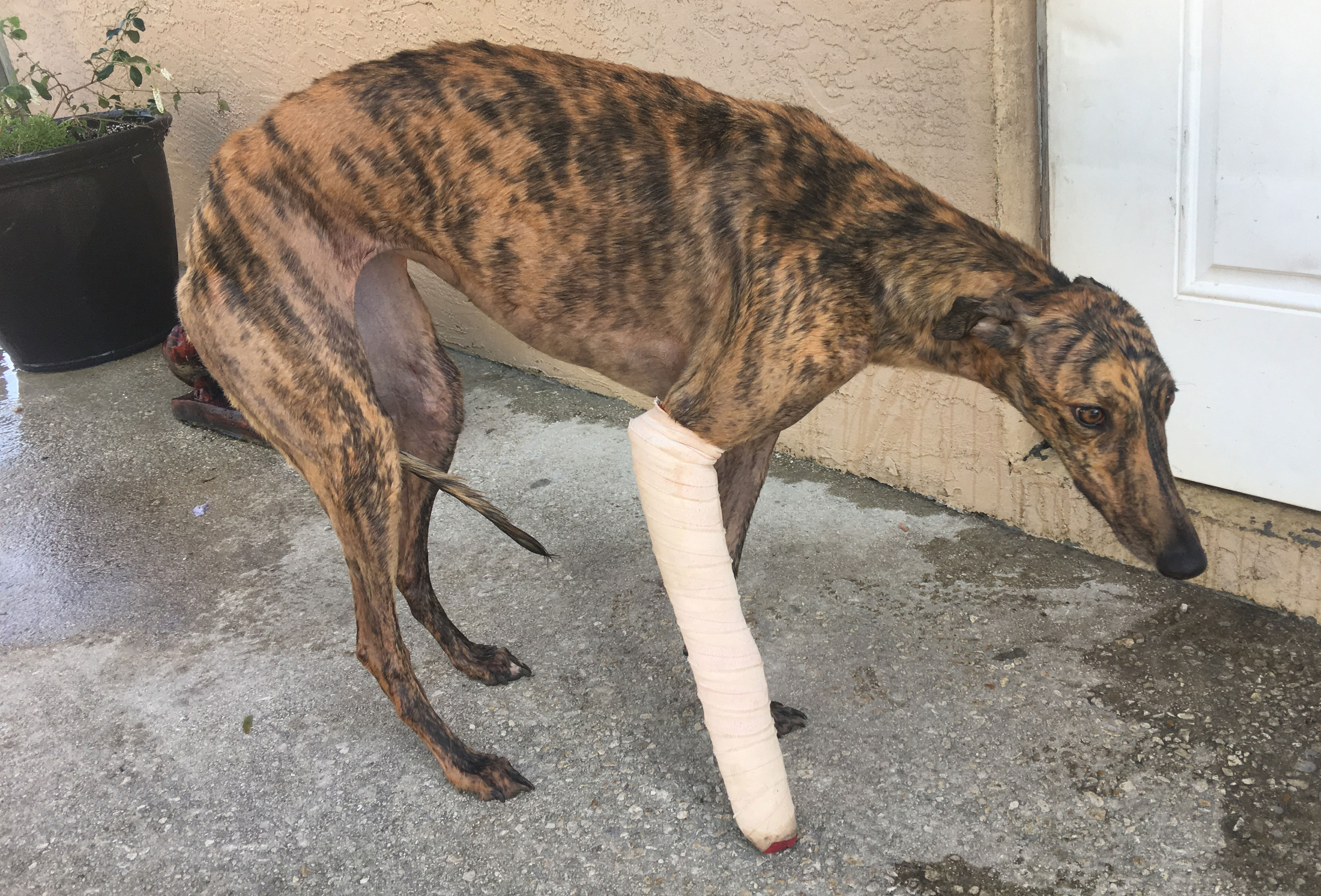 Injured greyhound