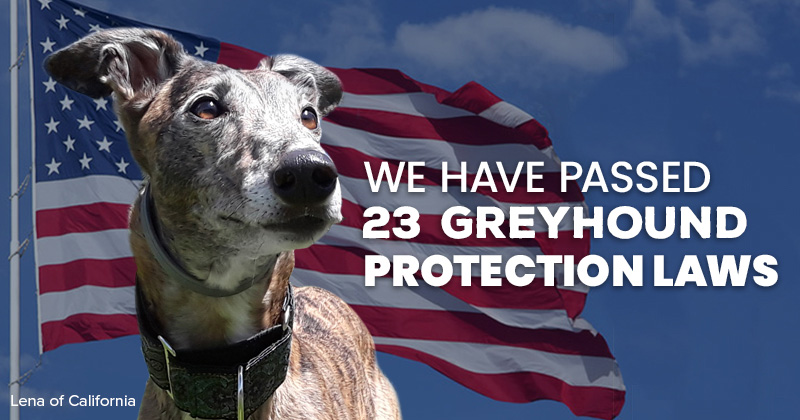 We have passed 21 greyhound protection laws