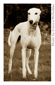 White Greyhound