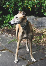 Gracie