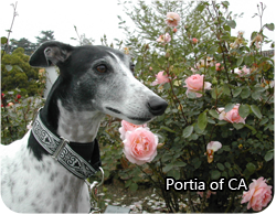 portia