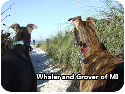 whaler and grover