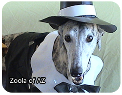 Zoola