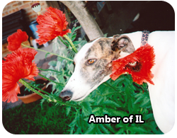 amber