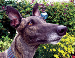 Al