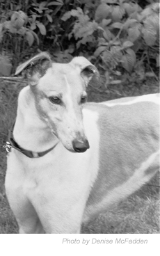 Greyhound Photo