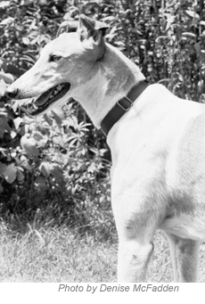Greyhound Photo
