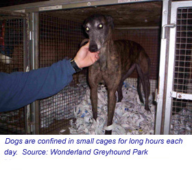 Greyhound in Small Cage