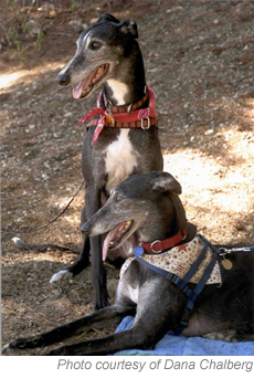 Two Greyhounds