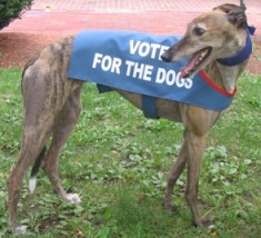 Zoe Campaigns for Question 3