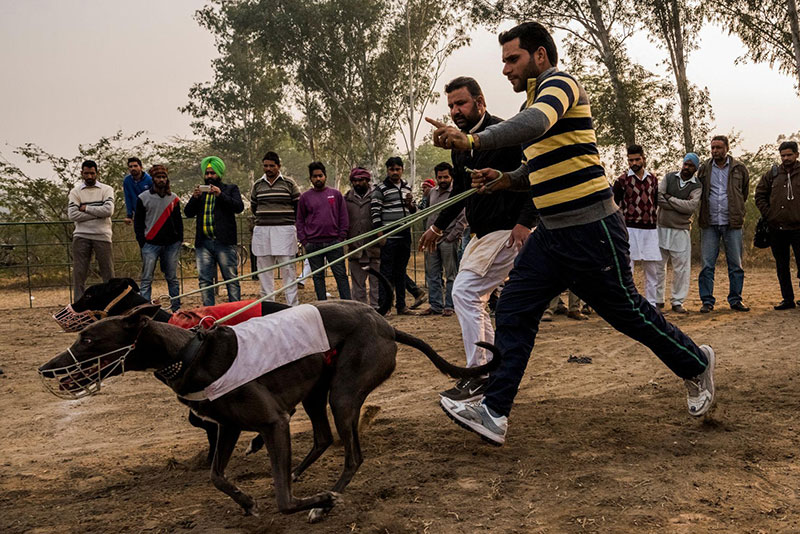 Dog racing in Punjab