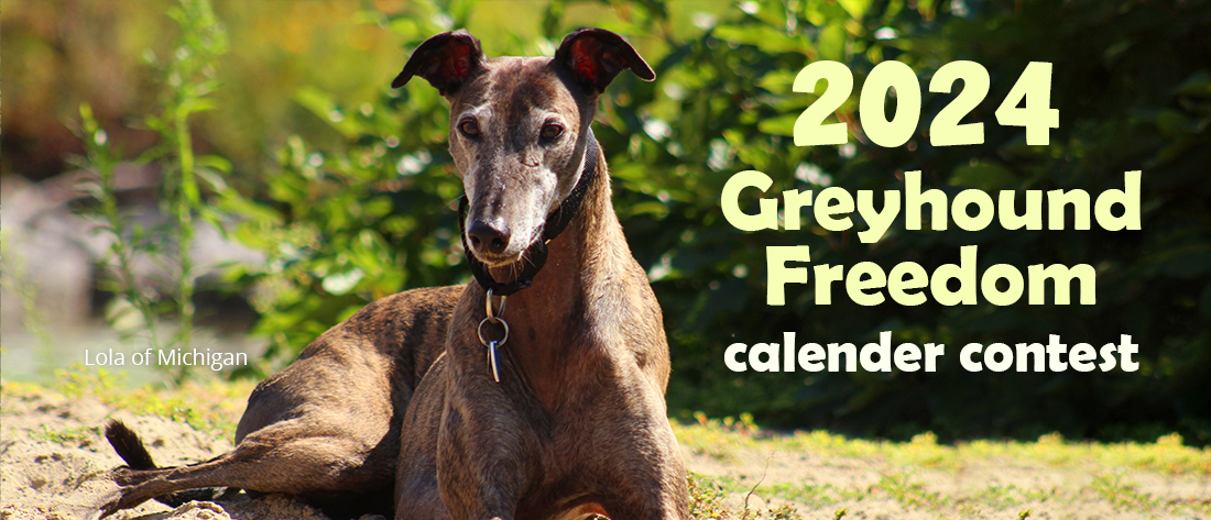 Enter the 2024 Greyhound Freedom Calendar Contest