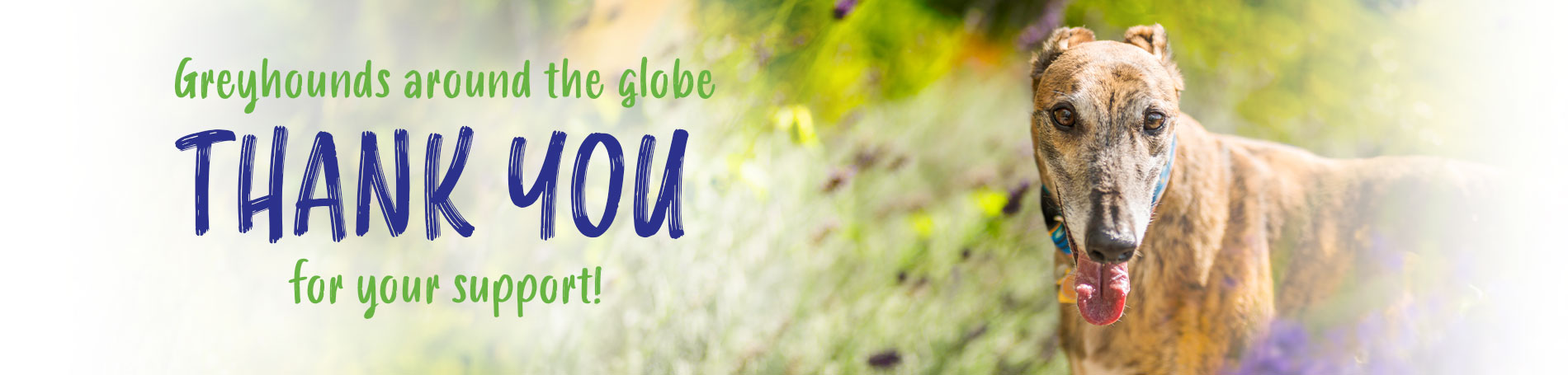 Greyhounds around the globe thank you for your support!