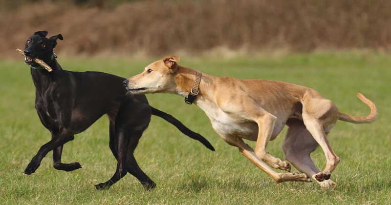 greyhound dog rescue near me