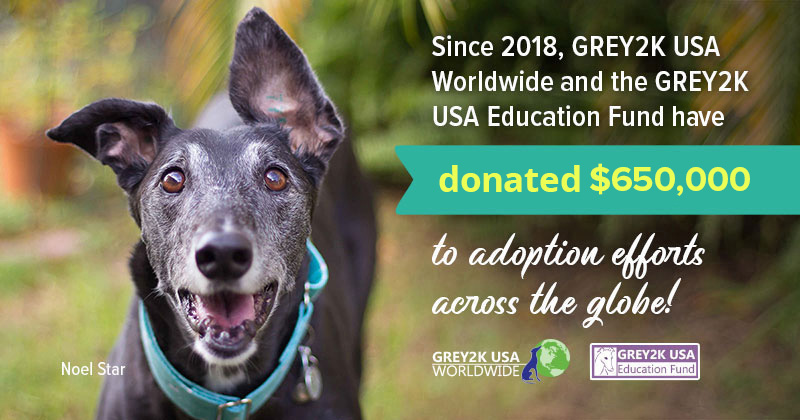 GREY2K has donated $650,000 to adoption efforts across the globe