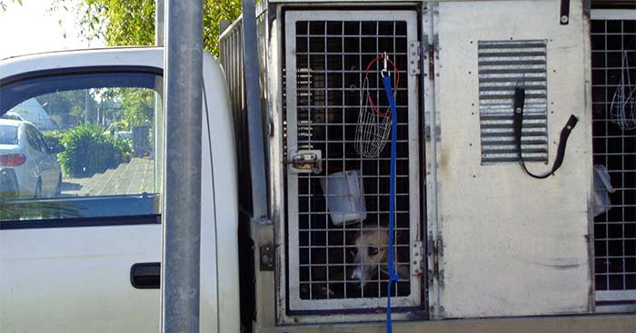 A dog whimpers in a hauler truck in New Zealand