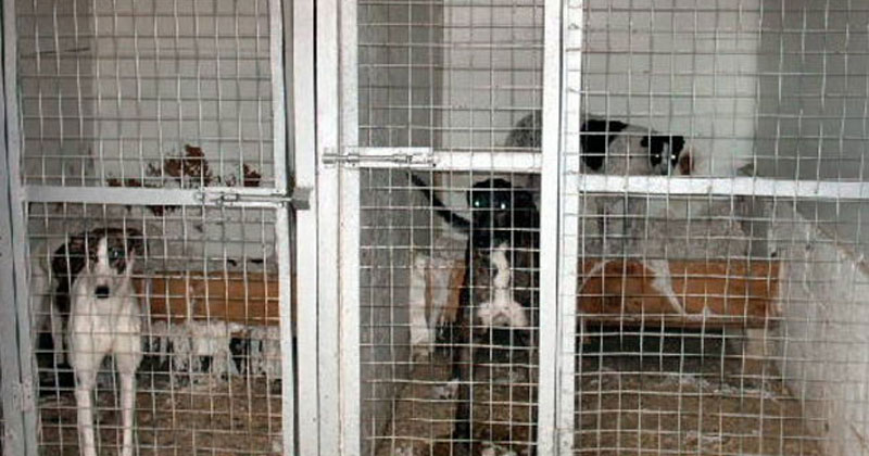 greyhound boarding kennels