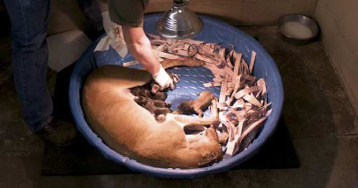 Greyhound farm hot sale
