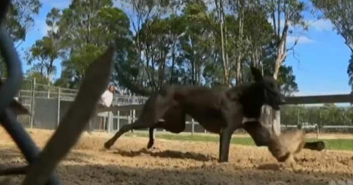 A rabbit is a victim of the injumane live lure practice