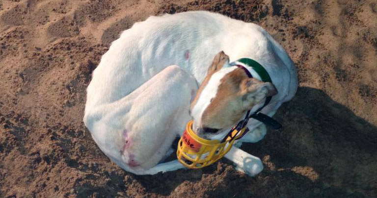 A greyhound bred on a Kansas farm for racing