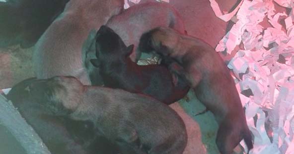 Puppies bred for racing in Ireland