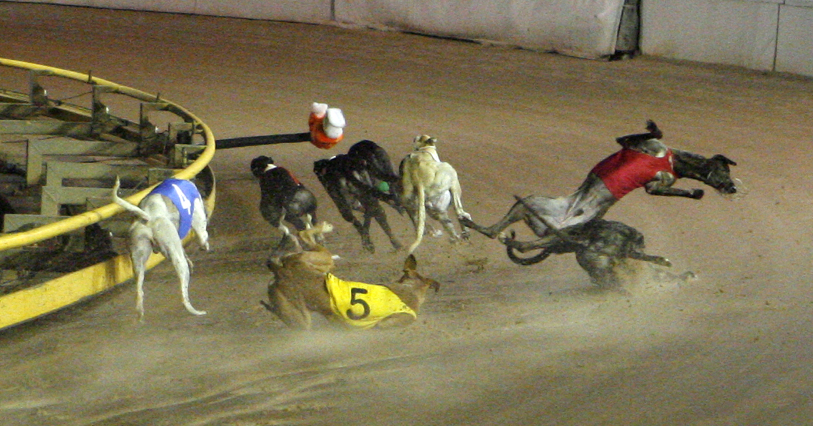 united greyhound racing