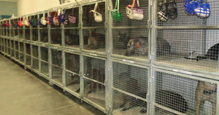 Caged greyhounds at Wheeling Island in West Virginia