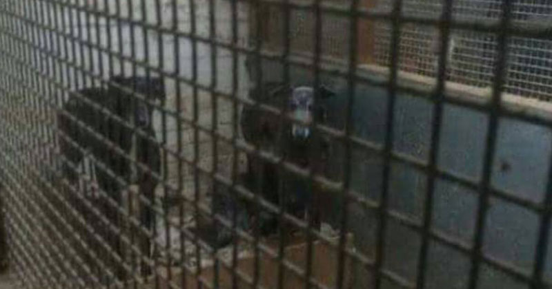 Caged greyhounds at a breeding facility
