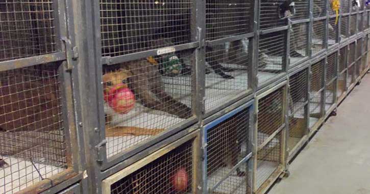 Caged and muzzled greyhounds in the US state of Florida