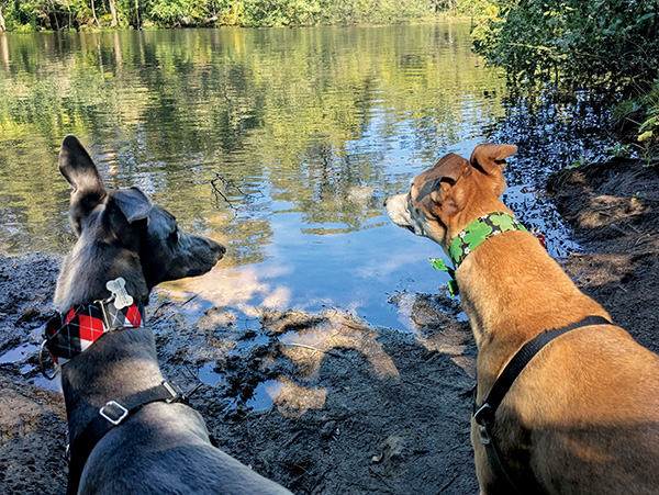 Smokey & Teddy