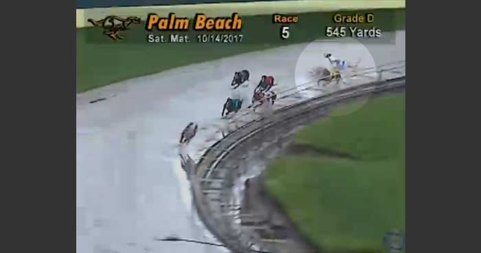 Dogs collide on a wet Florida track
