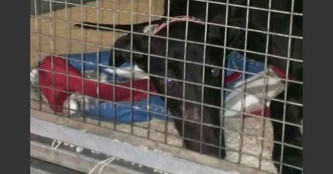 Like other US states greyhounds in Florida spend most of the day in a small cage