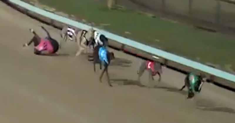 Five greyhounds die per week racing in Australia