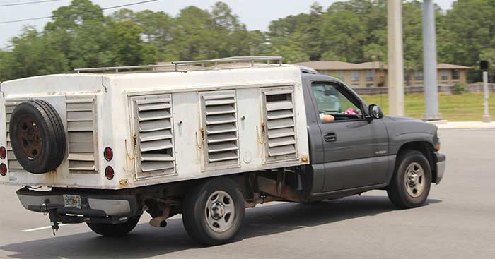 Greyhounds are transported near Orange Park dog track