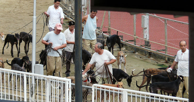 Greyhounds at the Canidrome