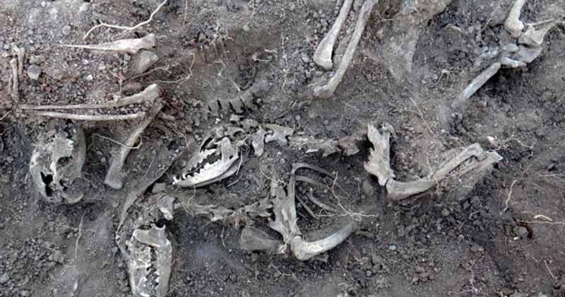 Greyhounds buried in a mass grave at Keinbah Trial Track