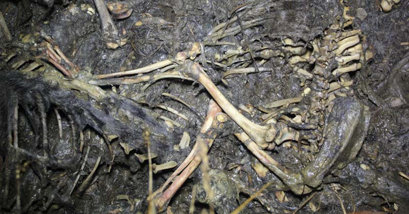 Greyhounds were killed and buried in this mass grave in New Zealand