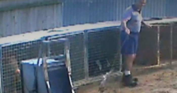 NSW trainer John Cauchi uses a rabbit on a leash near a greyhound