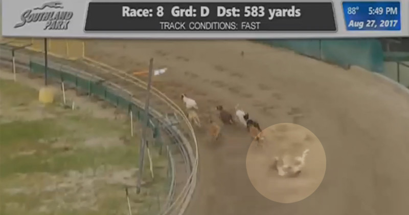 Racing greyhound Jasmine falls during a race at Southland Greyhound Park
