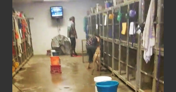Racing greyhounds at Wheeling spend 22-hours or more each day in these cages
