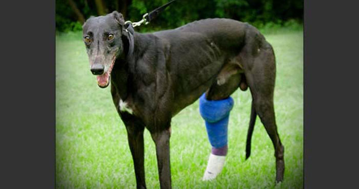 Sonny the greyhound was injured in Arkansas