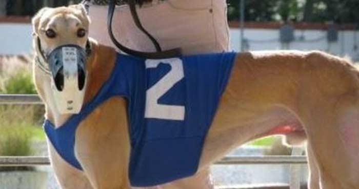 A dog dies from heat stroke after racing