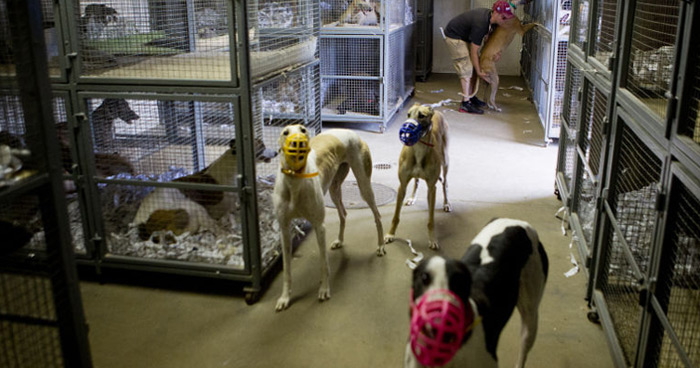 The Iowa Greyhound Park kennel compound