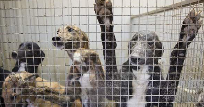 Young greyhounds at a breeding farm in Iowa