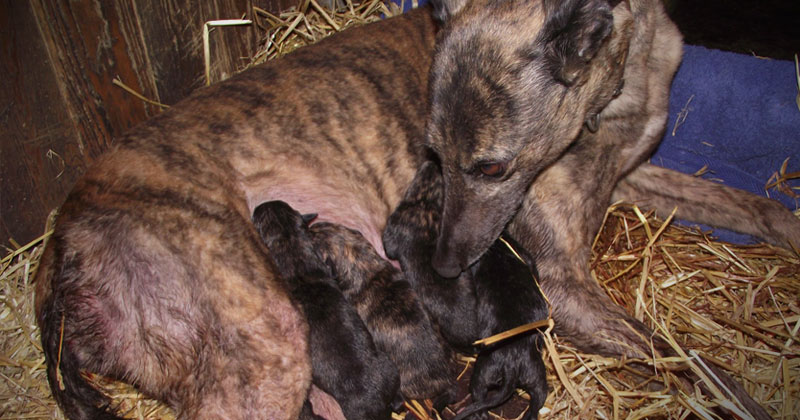 A greyhound with her puppies at a breeding kennel in Ireland