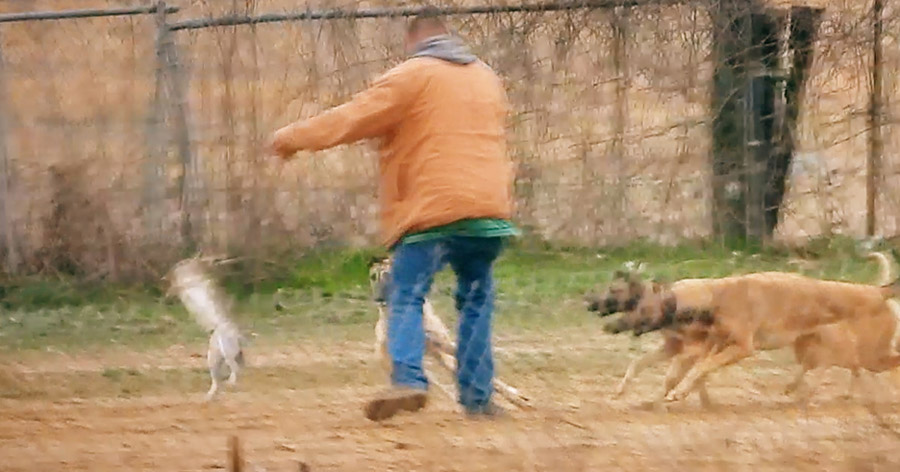 A live jackrabbit is dangled in front of greyhounds