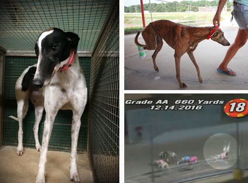 About Greyhound Racing