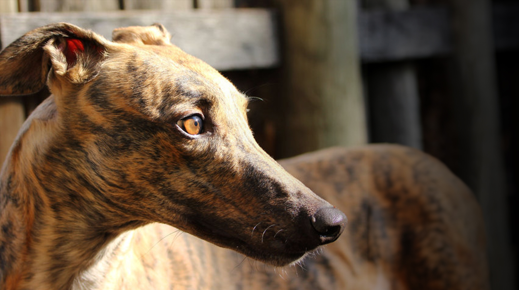 End the killing of dogs Down Under